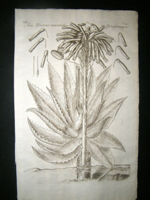 Dillenius 1774 Folio Botanical Print. Aloe Africana 14