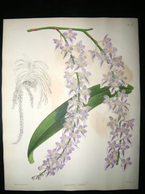 Fitch And Warner Orchid Album: 1880's Aerides Lobbi 21. Hand Coloured, Botanical