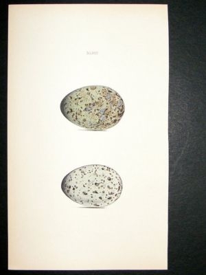 Bird Egg Print 1846 Raven, Hand Col Hewitson