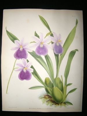 Fitch And Warner Orchid Album: 1880's Miltonia Regnelli Purpurea 72. Hand Colour
