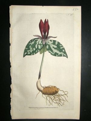 Botanical Print 1787 Sessile Trillium #40, Curtis hand