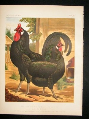 Bird Poultry Print: 1874 La Fleche, Ludlow