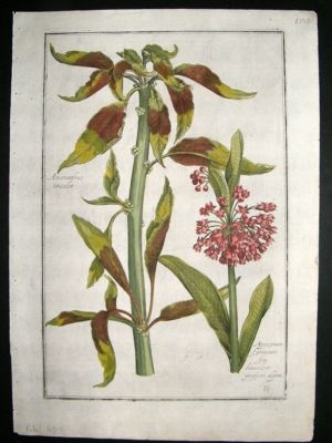 Daniel Rabel: 1620's folio h/col' botanical. Amaranthus