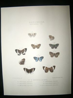 Hewitson C1860 Hand Col Butterfly Print. Mesosemia Mage