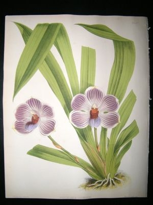 Fitch And Warner Orchid Album: 1880's Pescatorea Lehmanni 57. Hand Coloured, Bot