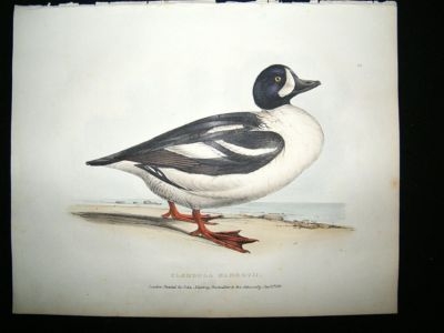 Swainson 1831 Rocky Mountain Garrot Duck, Hand Col Bird
