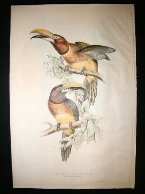Gould Family of Toucans 1835 Double Collared Aracari