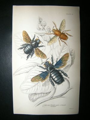 Jardine: C1840 Carpenter Bees, Hand Col