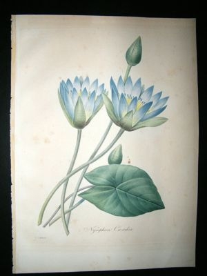 Redoute: 1827 Botanical Print. Blue Nile Water Lily. Hand Col