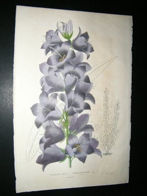 Herincq C1860 Hand Col Botanical Print. Campanula Grandis Bell Flower