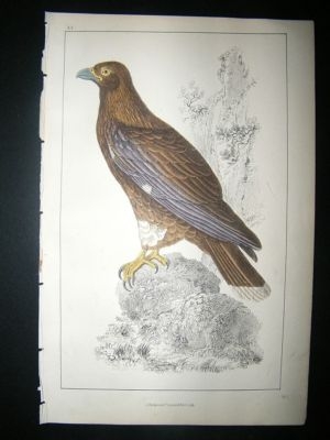 Bird Print: 1857 New Zealand Caracara, Hand Color