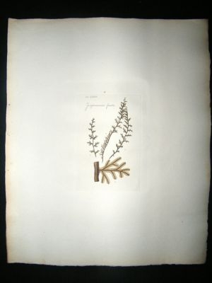 Botanical Print: 1818 Mosses, Jungermannia Fucoides, Ho
