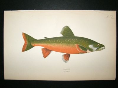 Fish Print: 1869 Torgoch, Couch