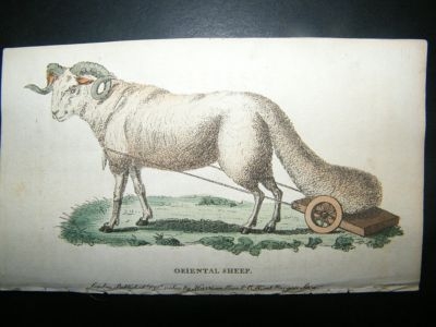 Oriental Sheep:1800 Hand Coloured Print.