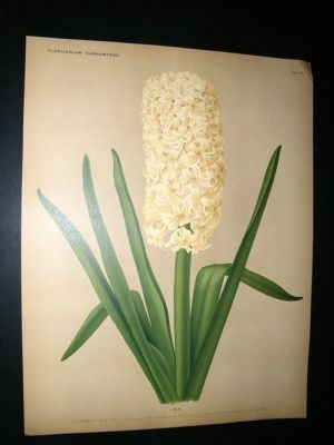 Florilegium Harlemense 1901 Folio Botanical Print. Ida Hyacinth