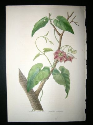 Herincq C1860 Hand Col Botanical Print. Philibertia Grandiflora