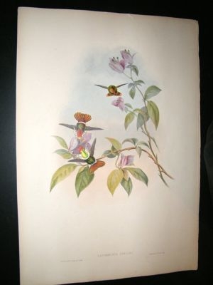 Gould Family of Hummingbirds: C1860 Gould's Coquette. Folio Hand Col