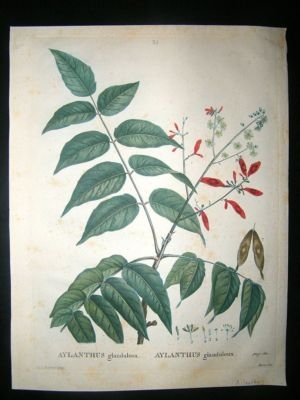Redoute: 1800s Botanical Print. Ailanthus. HC Print
