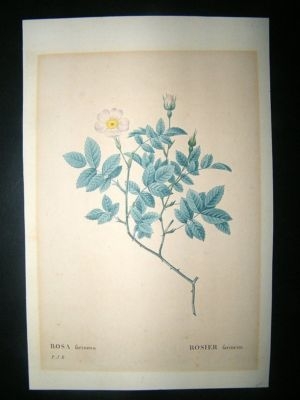 Redoute: C1820s Botanical. Rosier Farineux Rose HC