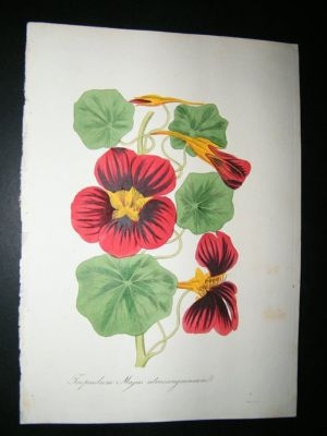 Paxton C1835 Hand Col Botanical Print. Tropaeolum Majus