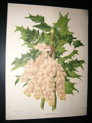 Wendel: 1879 Botanical Print. Mahona Japonica