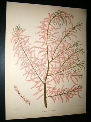 Wendel: 1879 Botanical Print. Tamarix Tetrandra Tree