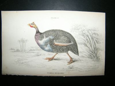 Jardine: C1840 Helmeted Guineafowl. Hand Col Bird Print