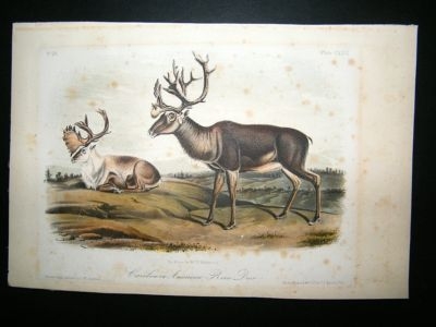 Audubon Quads 8vo: 1849 American Rein Deer 126. Hand Co