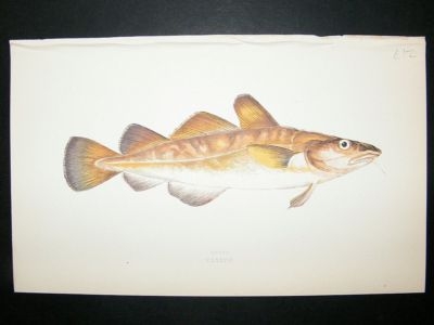 Fish Print: 1869 Dorse, Couch