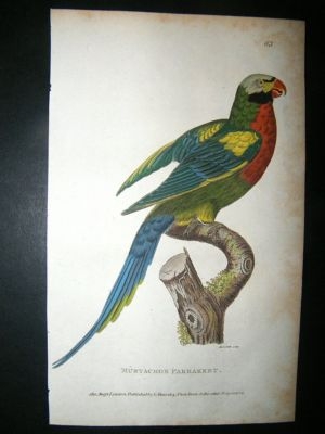 Shaw: 1811 Hand Col Bird, Mustache Parrakeet.