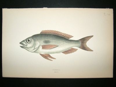 Fish Print: 1869 Mendole, Couch