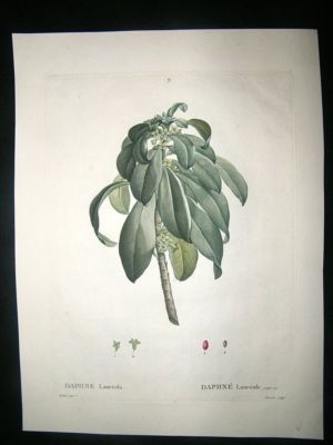 Redoute: 1800s Botanical Print. Daphne Laureole