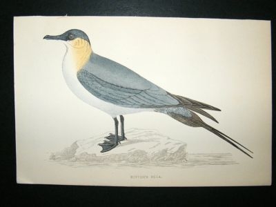 Bird Print: 1867 Buffon's Skua, Morris, hand coloured