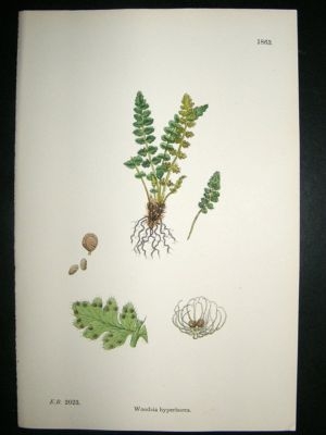 Botanical Print 1899 Woodsia Hyperborea Fern, Sowerby H