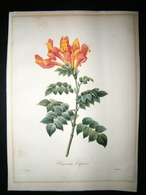 Redoute: 1827 Botanical Print. Bigonia Capenis. Choix des Plus Belles Fleurs