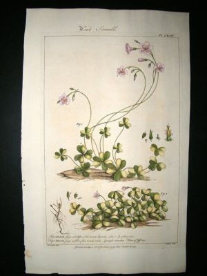 Miller: 1760 Folio Hand Col Botanical. Oxalis