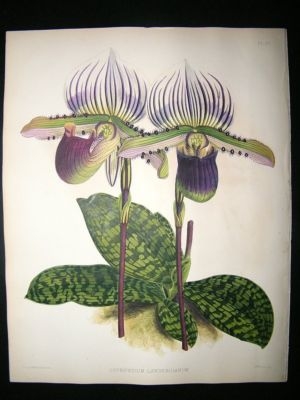 Fitch And Warner Orchid Album: 1880's Cypripedium Lawrencianum 22. Hand Coloured