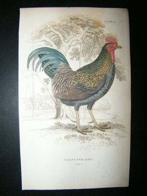 Jardine: C1840 Fork Tailed Cock Poultry. Hand Col Bird Print
