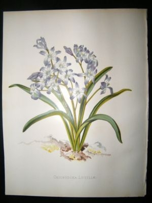Botanical Print: 1882 Chionodoxa Lucilae, Orchid