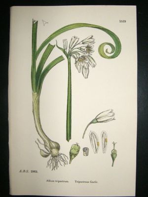 Botanical Print 1899 Tripuetrous Garlic, Sowerby Hand C