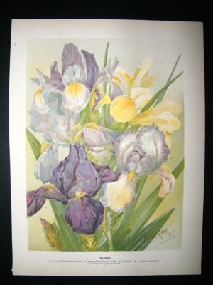 Wright: C1900 Botanical Print. Irises