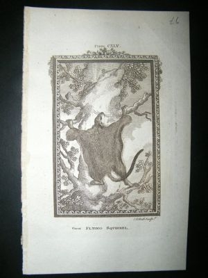 Buffon: 1785 Great Flying Squirrel. Antique Print