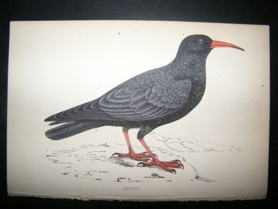 Bird Print: 1867 Chough, Morris Hand Col