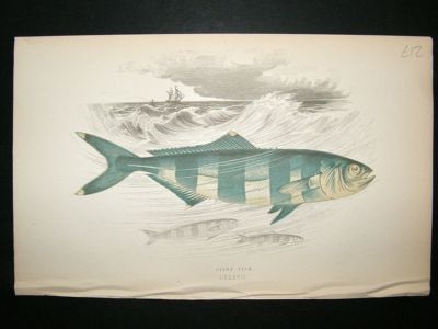 Fish Print: 1869 Pilot Fish, Couch
