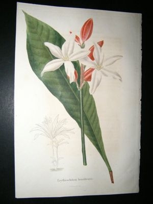 Herincq C1860 Hand Col Botanical Print. Erythrochiton Brasiliens