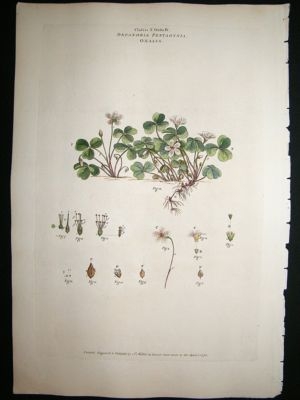 Miller: 1770's Oxalis, Folio hand col botanical print