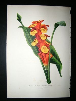 Herincq C1860 Hand Col Botanical Print. Curcuma Roscoeana