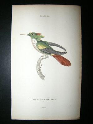 Jardine: C1840 Trochilus Chalybeus Hummingbird. Hand Col Print