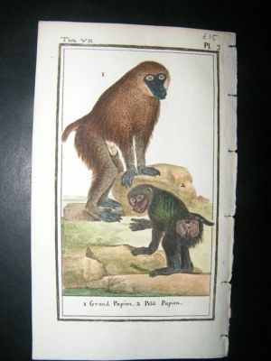 Buffon: C1780 Baboons, Hand Color Print