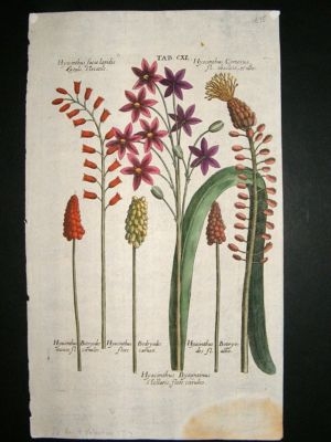 De Bry: 1719 Hand Coloured Botanical. Hyacinths
